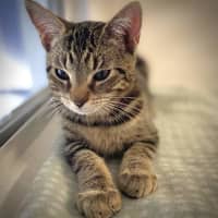 Photo of Cassius