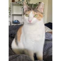 Photo of 13538   Frangipani