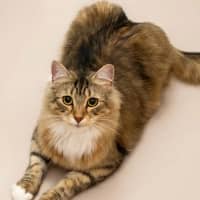 Photo of Luna