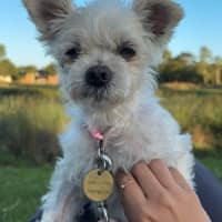 Photo of Fran Drescher