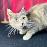 Photo of Willow (Located In Preston) 