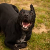 Photo of Louie