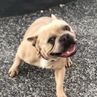 Photo of Duke   3 Year Old French Bulldog (Trial)