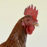 Photo of Kelly Cluckson