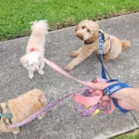 Photo of Caesar   1.5 Year Old Spoodle (Trial)