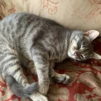 Photo of Adie (Aka Admetus)