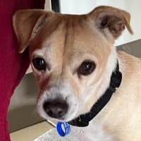 Photo of Archie   3 Year Old Chihuahua X Jack Russell