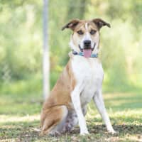 Photo of Benji