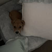 Photo of Rosie