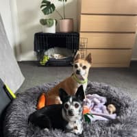 Photo of Bonnie Parker & Clyde Barrow