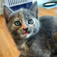 Photo of Buttons   Lcated In Somerville