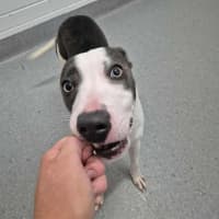 Photo of Zippy! 🪀