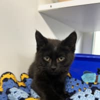 Photo of Casper