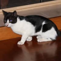 Photo of Daphne Bridgerton