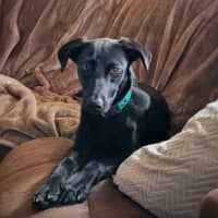 Photo of Baxter 