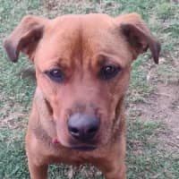 Photo of Cupid 😍Rottweiler X Ridgeback, Girl, 1.5yo