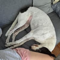 Photo of Gemma The Greyhound