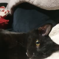 Photo of Raven