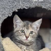 Photo of Cricket