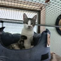 Photo of Lobo (Aka Obie)💗