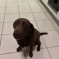 Photo of Gigi   4 Year Old Labrador