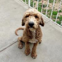 Photo of Patch Valenti