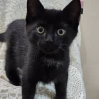 Photo of Frankie   9 Week Old Dsh