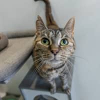 Photo of Wedge