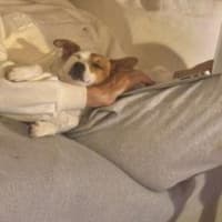 Photo of Jacky Chan Peggotty