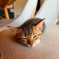 Photo of Pecan Pie