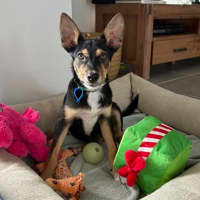 Photo of Midge