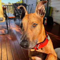 Photo of Trigger