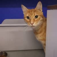 Photo of Garfield