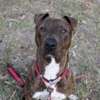 Photo of Duke 
