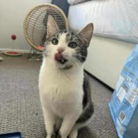 Photo of Felix
