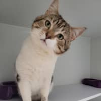 Photo of Custard