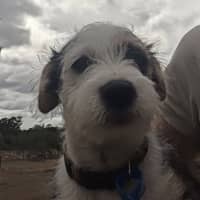 Photo of Tango 
