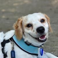 Photo of Boomer   1 Year Old Cavalier X