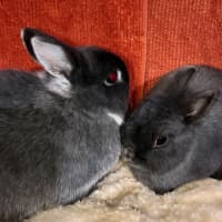 Photo of Fig & Trixie