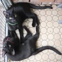 Photo of Benny   Pet Quarters Broadmeadow 