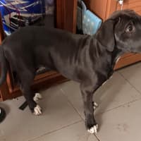 Photo of Onyx