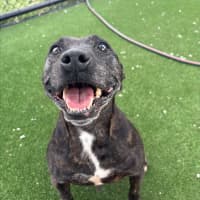 Photo of Dolly Imp 2044