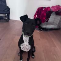 Photo of Bella