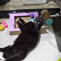 Photo of Stitch