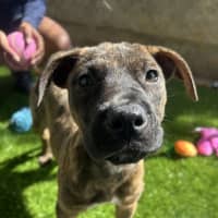 Photo of Nancy (Nala)