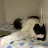 Photo of Willow