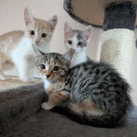 Photo of Mouse 