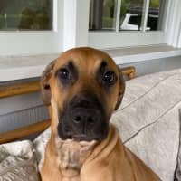 Photo of Ellie   6 Month Old Great Dane X Ridgeback