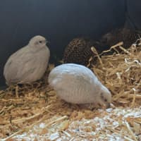 Photo of Blossom, Clover, Meadow & Fern