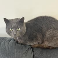 Photo of Percy